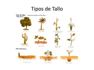 Tipos de Tallo
 