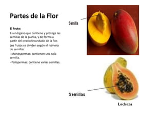 Partes de la Flor
El Fruto:
Es el órgano que contiene y protege las
semillas de la planta, y de forma a
partir del ovario fecundado de la flor.
Los frutos se dividen según el número
de semillas:
- Monospermas: contienen una sola
semilla.
- Polispermas: contiene varias semillas.
 