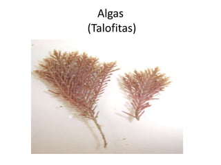 Algas
(Talofitas)
 