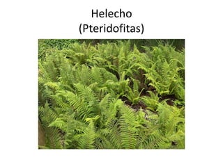 Helecho
(Pteridofitas)
 