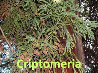 Criptomeria
 
