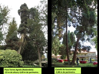 Pazo Torres Agrelo (Redondela)
-23 m de altura; 4,49 m de perímetro.
Castelo de Soutomaior
-2,88 m de perímetro.
 