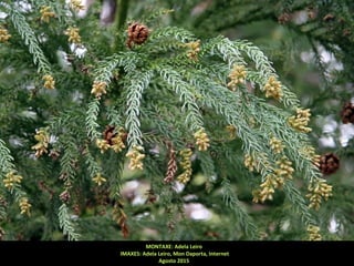 MONTAXE: Adela Leiro
IMAXES: Adela Leiro, Mon Daporta, Internet
Agosto 2015
 