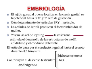 Fuera del escroto pero localizado en un punto de su trayecto normal de descenso.EMBRIOLOGÍAEl tejido gonadal que se localiza en la cresta genital es bipotencial hasta la 6ª  y 7ª sem de gestación .Gen determinante de testicular SRY…testículo.Las células de sertoli producen el factor inhibidor de muller.9ª sem las cel de leyding             testosterona     estimula el desarrollo de las estructuras de wolff, epidídimo y el conducto deferente. El testículo pasa por el conducto inguinal hasta el escroto durante el 3 trimestre.hidrotestosteronaContribuyen al descenso testicular       hCG             andrógenos