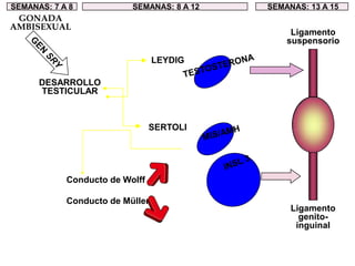 INSL 3TESTOSTERONAMIS/AMHSEMANAS: 7 A 8 SEMANAS: 8 A 12 SEMANAS: 13 A 15GONADA AMBISEXUALGEN SRYLigamento suspensorioLEYDIGDESARROLLO TESTICULARSERTOLIConducto de Wolff Conducto de Müller Ligamento genito-inguinal