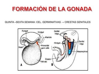 FORMACIÓN DE LA GONADAQUINTA –SEXTA SEMANA: CEL. GERMINATIVAS -> CRESTAS GENITALES
