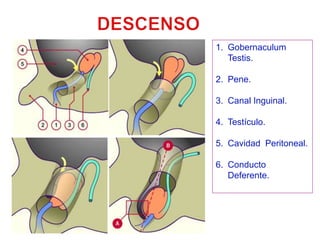 DESCENSOGobernaculum Testis.Pene.Canal Inguinal.Testículo.Cavidad  Peritoneal.Conducto Deferente.