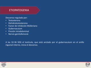 Descenso regulado por:
• Testosterona
• Dehidrotestosterona
• Factor de inhibición Mülleriano
• Gubernaculum
• Presión intrabdominal
• Nervio genitofemoral.
A las 32-36 SDG el testículo, que está anclado por el gubernaculum en el anillo
inguinal interno, inicia el descenso.
ETIOPATOGENIA
 