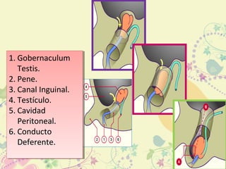 1. Gobernaculum
Testis.
2. Pene.
3. Canal Inguinal.
4. Testículo.
5. Cavidad
Peritoneal.
6. Conducto
Deferente.
1. Gobernaculum
Testis.
2. Pene.
3. Canal Inguinal.
4. Testículo.
5. Cavidad
Peritoneal.
6. Conducto
Deferente.