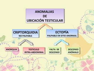 CRIPTORQUIDIA
NO PALPABLE
CRIPTORQUIDIA
NO PALPABLE
ANOMALIAS
DE
UBICACIÓN TESTICULAR
ANOMALIAS
DE
UBICACIÓN TESTICULAR
ECTOPÍA
PALPABLE EN SITIO ANORMAL
ECTOPÍA
PALPABLE EN SITIO ANORMAL
ANORQUIAANORQUIA TESTICULO
INTRA-ABDOMINAL
TESTICULO
INTRA-ABDOMINAL
FALTA DE
DESCENSO
FALTA DE
DESCENSO
DESCENSO
ANÓMALO
DESCENSO
ANÓMALO