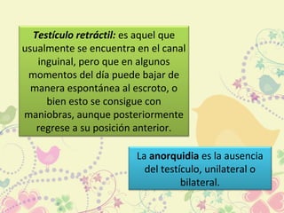 Testículo retráctil: es aquel que
usualmente se encuentra en el canal
inguinal, pero que en algunos
momentos del día puede bajar de
manera espontánea al escroto, o
bien esto se consigue con
maniobras, aunque posteriormente
regrese a su posición anterior.
La anorquidia es la ausencia
del testículo, unilateral o
bilateral.