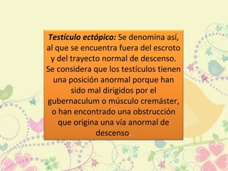 Testículo ectópico: Se denomina así,
al que se encuentra fuera del escroto
y del trayecto normal de descenso.
Se considera que los testículos tienen
una posición anormal porque han
sido mal dirigidos por el
gubernaculum o músculo cremáster,
o han encontrado una obstrucción
que origina una vía anormal de
descenso.
