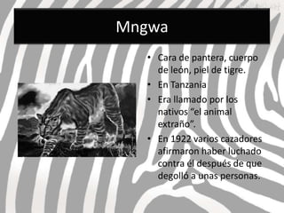 Mngwa
  • Cara de pantera, cuerpo
    de león, piel de tigre.
  • En Tanzania
  • Era llamado por los
    nativos “el animal
    extraño”.
  • En 1922 varios cazadores
    afirmaron haber luchado
    contra él después de que
    degolló a unas personas.
 