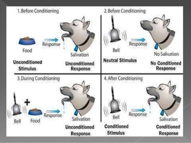 pavlov dog theory pavlov dog theory