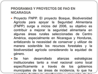 PROGRAMAS Y PROYECTOS DE FAO EN NICARAGUAProyecto FNPP. El proyecto Bosque, Biodiversidad Agrícola para apoyar la Seguridad Alimentaria (FNPP) surge a inicios del 2006, su objetivo es contribuir a mejorar la seguridad alimentaria en algunas áreas rurales seleccionadas de Centro América, especialmente en Nicaragua y Honduras, enfatizando la necesidad de conservar y utilizar de manera sostenible los recursos forestales y la biodiversidad agrícola considerando la equidad de género.Se han desarrollado alianzas estratégicas institucionales tanto a nivel nacional como local específicamente a través de los gobiernos municipales de las áreas de incidencia, lo que ha permitido facilitar la planificación y ejecución de las diferentes actividades.