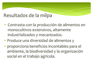 Resultados de la milpa
• Contrasta con la producción de alimentos en
  monocultivos extensivos, altamente
  industrializados y mecanizados.
• Produce una diversidad de alimentos y
• proporciona beneficios incontables para el
  ambiente, la biodiversidad y la organización
  social en el trabajo agrícola.
 