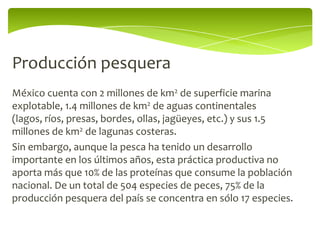 Producción pesquera
México cuenta con 2 millones de km2 de superficie marina
explotable, 1.4 millones de km2 de aguas continentales
(lagos, ríos, presas, bordes, ollas, jagüeyes, etc.) y sus 1.5
millones de km2 de lagunas costeras.
Sin embargo, aunque la pesca ha tenido un desarrollo
importante en los últimos años, esta práctica productiva no
aporta más que 10% de las proteínas que consume la población
nacional. De un total de 504 especies de peces, 75% de la
producción pesquera del país se concentra en sólo 17 especies.
 