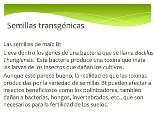 Semillas transgénicas

Las semillas de maíz Bt
Lleva dentro los genes de una bacteria que se llama Bacillus
Thurigiensis. Esta bacteria produce una toxina que mata
las larvas de los insectos que dañan los cultivos.
Aunque esto parece bueno, la realidad es que las toxinas
producidas por la variedad de semillas Bt pueden afectar a
insectos beneficiosos como los polinizadores, también
dañan a bacterias, hongos, invertebrados, etc., que son
necesarios para la fertilidad de los suelos.
 