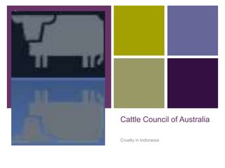 +




    Cattle Council of Australia

    Cruelty in Indonesia
 