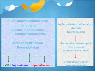 a) Respuesta inflamatoria
(temprana)
Edema, hipersección,
broncoscoespasmo.
↓
Broncoobstrucción
Reversibilidad
↓ V/P flujos aéreos↓ Hiperinflación.
b) Perpetuidad inflamatoria
(tardía)
No resolución
Remodelación bronquial
Fibrosis en la
submembrana basal.
Broncoobstrucción
irreversibilidad
 