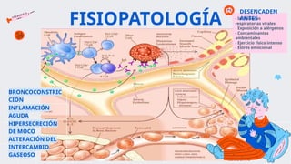 FISIOPATOLOGÍA - Infecciones
respiratorias virales
- Exposición a alérgenos
- Contaminantes
ambientales
- Ejercicio físico intenso
- Estrés emocional
DESENCADEN
ANTES
BRONCOCONSTRIC
CIÓN
INFLAMACIÓN
AGUDA
HIPERSECRECIÓN
DE MOCO
ALTERACIÓN DEL
INTERCAMBIO
GASEOSO
 