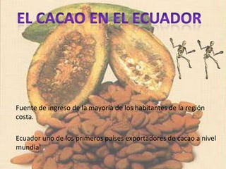 Fuente de ingreso de la mayoría de los habitantes de la región
costa.
Ecuador uno de los primeros países exportadores de cacao a nivel
mundial

 