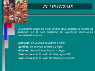 EL MESTIZAJE La evolución social de estos grupos trajo consigo la mezcla ya señalada, en la cual surgieron las siguientes distinciones denominadas castas: Mestizos : de la unión de blanco e india Zambos : de la unión de negro e india Mulatos : de la unión de blanco y negra Cuarterones : de la unión de blanco y mulata Quinterones : de la unión de blanco y cuarterón 