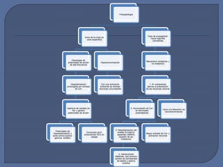 Fisiopatología
Inicio de la crisis en
zona especifica
Descargas de
potenciales de acción
de alta frecuencia
Despolarización
prolongada por entrada
de Ca+
Apertura de canales de
Na y genera
potenciales de acción
Potenciales de
hiperpolarización y
acido amino butírico
gamma (GABA)
Conductos de K.
produciendo EEG en
espiga
Hipersincronización
Con una activación
suficiente se reclutan
neuronas circundantes
Fase de propagación
hacia regiones
colindantes
Mecanismo sinápticos y
no sinápticos
1. K+ extracelular
atenúa la polarización
de las neuronas vecinas
2. Acumulación de Ca+
en terminales
presinápticas
3. Despolarizacion del
subtipo N-metil-D-
aspartato (NMDA)
receptor de aa.
Exitadores
4. Interacciones
efápticas, que provoca
cambio de osmolaridad
de tejidos y edema
cerebral
Mayor entrada de Ca+ y
activación neuronal
Lleva a la liberación de
neurotransmisores
 