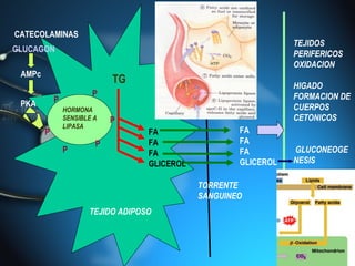 CATECOLAMINAS
                                                                  TEJIDOS
GLUCAGON
                                                                  PERIFERICOS
                                                                  OXIDACION
 AMPc
                             TG                                   HIGADO
                        P                                         FORMACION DE
 PKA        P
                HORMONA                                           CUERPOS
                SENSIBLE A   P                                    CETONICOS
                LIPASA
        P                           FA                 FA
                         P          FA                 FA
                P                   FA                 FA         GLUCONEOGE
                                    GLICEROL           GLICEROL   NESIS

                                               TORRENTE
                                               SANGUINEO
                       TEJIDO ADIPOSO
 