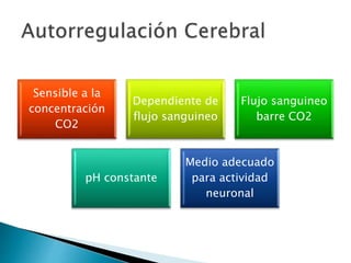 Sensible a la 
concentración 
CO2 
Dependiente de 
flujo sanguineo 
Flujo sanguineo 
barre CO2 
pH constante 
Medio adecuado 
para actividad 
neuronal 
 