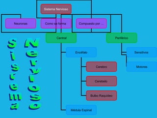 Sistema Nervioso

Neuronas

Como se forma

Compuesto por …

Central

Periférico

Sensitivos

Encéfalo

Cerebro

Cerebelo

Bulbo Raquídeo

Médula Espinal

Motores

 