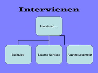 Intervienen
Intervienen …

Estímulos

Sistema Nervioso

Aparato Locomotor

 