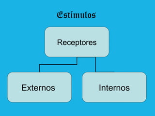 Estímulos
Receptores

Externos

Internos

 