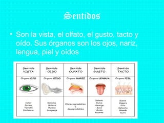 Sentidos
• Son la vista, el olfato, el gusto, tacto y
oído. Sus órganos son los ojos, nariz,
lengua, piel y oídos

 