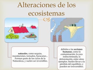 Alteraciones de los 
ecosistemas 
 
naturales, como sequías, 
inundaciones, tornados, huracanes... 
Forman parte de los ciclos de la 
Naturaleza, y suelen ser reversibles. 
debidos a las acciones 
humanas, como la 
contaminación, la caza 
indiscriminada, la 
deforestación, entre otros 
ejemplos. Suelen llevar a la 
pérdida del equilibrio, y 
pueden ser irreversibles. 
 
