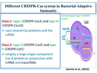 Different CRISPR-Cas system in Bacterial Adaptive
Immunity
Class 1- type I (CRISPR-Cas3) and type III
(CRISPR-Cas10)
 uses several Cas proteins and the
crRNA
Class 2- type II (CRISPR-Cas9) and type
V (CRISPR-Cpf1)
 employ a large single-component
Cas-9 protein in conjunction with
crRNA and tracerRNA.
Zetsche et al., (2015)
functioning of type II CRISPR
system
 