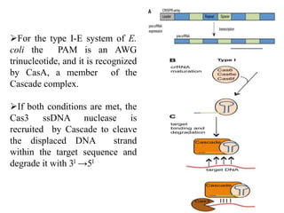 For the type I-E system of E.
coli the PAM is an AWG
trinucleotide, and it is recognized
by CasA, a member of the
Cascade complex.
If both conditions are met, the
Cas3 ssDNA nuclease is
recruited by Cascade to cleave
the displaced DNA strand
within the target sequence and
degrade it with 3l →5l
 