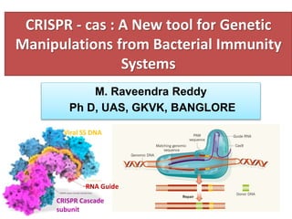 CRISPR - cas : A New tool for Genetic
Manipulations from Bacterial Immunity
Systems
2
M. Raveendra Reddy
Ph D, UAS, GKVK, BANGLORE
Viral SS DNA
RNA Guide
CRISPR Cascade
subunit
 
