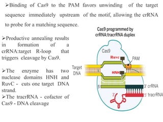 Binding of Cas9 to the PAM favors unwinding of the target
sequence immediately upstream of the motif, allowing the crRNA
to probe for a matching sequence.
Productive annealing results
in formation of a
crRNA:target R-loop that
triggers cleavage by Cas9.
The enzyme has two
nuclease domains HNH and
RuvC - cuts one target DNA
strand.
The tracrRNA - cofactor of
Cas9 - DNA cleavage
Ruvc
HNH
 
