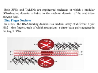 Both ZFNs and TALENs are engineered nucleases in which a modular
DNA-binding domain is linked to the nuclease domain of the restriction
enzyme FokI.
Zinc Finger Nucleses
In ZFNs, the DNA-binding domain is a tandem array of different Cys2
His2 zinc fingers, each of which recognizes a three- base-pair sequence in
the target DNA.
 