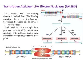 In TALENs, the DNA-binding
domain is derived from DNA-binding
proteins found in Xanthomonas
bacteria and contains tandem array of
15-19 nucleotides.
Each module binds a single base
pair and consists of 34 amino acid
residues, with different amino acid
sequences recognizing different base
pairs
Trancription Activator Like Effector Nucleases (TALENS)
 