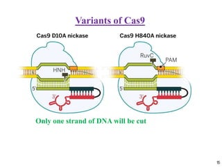 15
Variants of Cas9
Only one strand of DNA will be cut
 