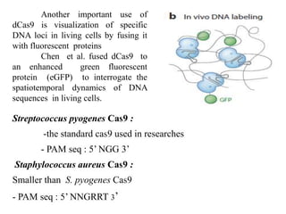 Streptococcus pyogenes Cas9 :
-the standard cas9 used in researches
- PAM seq : 5’ NGG 3’
Staphylococcus aureus Cas9 :
Smaller than S. pyogenes Cas9
- PAM seq : 5’ NNGRRT 3’
Another important use of
dCas9 is visualization of specific
DNA loci in living cells by fusing it
with fluorescent proteins
Chen et al. fused dCas9 to
an enhanced green fluorescent
protein (eGFP) to interrogate the
spatiotemporal dynamics of DNA
sequences in living cells.
 