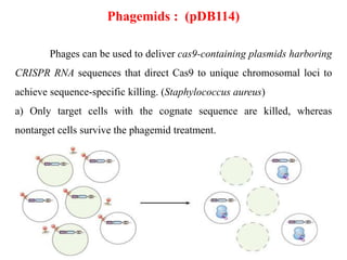 Phagemids : (pDB114)
Phages can be used to deliver cas9-containing plasmids harboring
CRISPR RNA sequences that direct Cas9 to unique chromosomal loci to
achieve sequence-specific killing. (Staphylococcus aureus)
a) Only target cells with the cognate sequence are killed, whereas
nontarget cells survive the phagemid treatment.
 