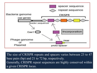 5
The size of CRISPR repeats and spacers varies between 23 to 47
base pairs (bp) and 21 to 72 bp, respectively.
Generally, CRISPR repeat sequences are highly conserved within
a given CRISPR locus.
 