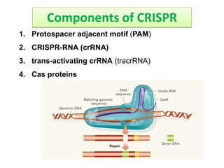 Components of CRISPR
1. Protospacer adjacent motif (PAM)
2. CRISPR-RNA (crRNA)
3. trans-activating crRNA (tracrRNA)
4. Cas proteins
 