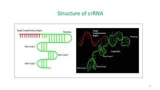 16
Structure of crRNA
 