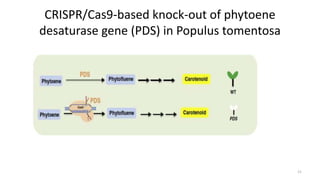 CRISPR/Cas9-based knock-out of phytoene
desaturase gene (PDS) in Populus tomentosa
21
 