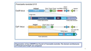 30
Organization of two CRISPR loci found in Francisella novicida .The domain architectures
of FnCas9 and FnCpf1 are compared
 