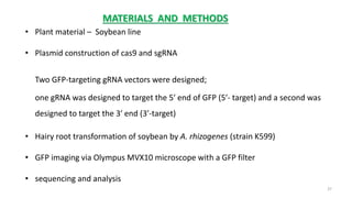 MATERIALS AND METHODS
• Plant material – Soybean line
• Plasmid construction of cas9 and sgRNA
Two GFP-targeting gRNA vectors were designed;
one gRNA was designed to target the 5′ end of GFP (5′- target) and a second was
designed to target the 3′ end (3′-target)
• Hairy root transformation of soybean by A. rhizogenes (strain K599)
• GFP imaging via Olympus MVX10 microscope with a GFP filter
• sequencing and analysis
37
 